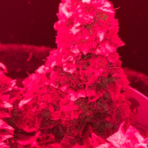 Chimera Cut growlog timeline photo