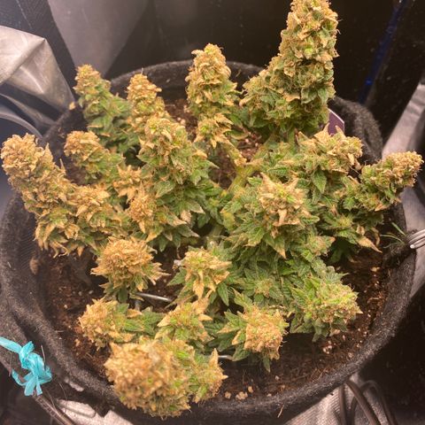 Chimera Cut growlog timeline photo