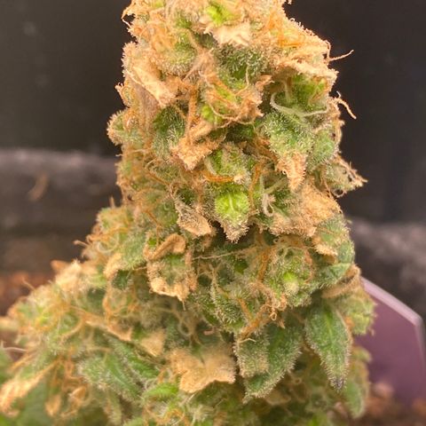 Chimera Cut growlog timeline photo