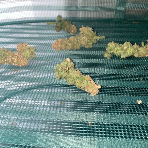 Chimera Cut growlog timeline photo