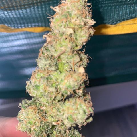 Chimera Cut growlog timeline photo