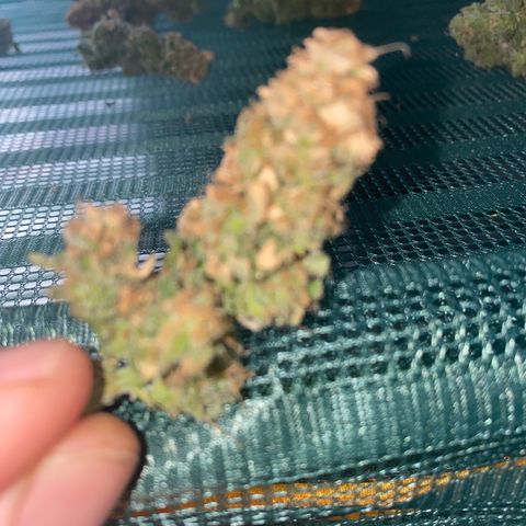 Chimera Cut growlog timeline photo