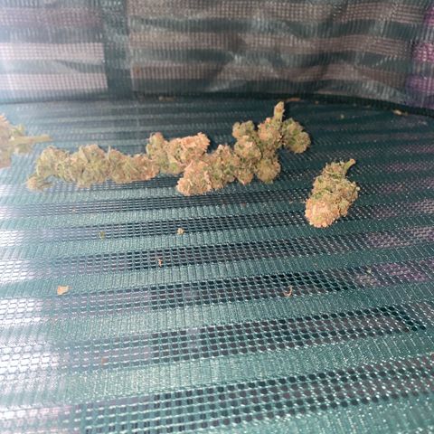 Chimera Cut growlog timeline photo