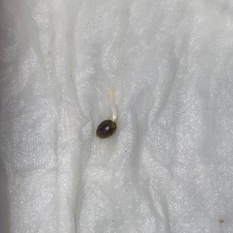 Black Diamond growlog timeline photo