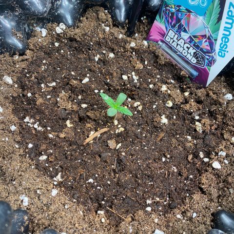 Black Diamond growlog timeline photo