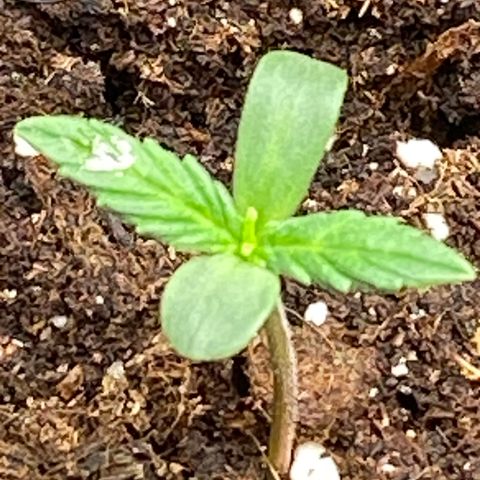 Black Diamond growlog timeline photo