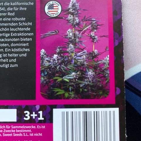 Studio 54 Stardust Auto growlog timeline photo