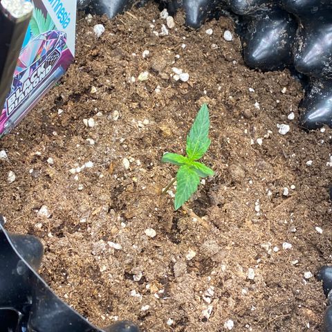 Black Diamond growlog timeline photo
