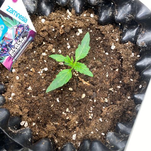 Black Diamond growlog timeline photo