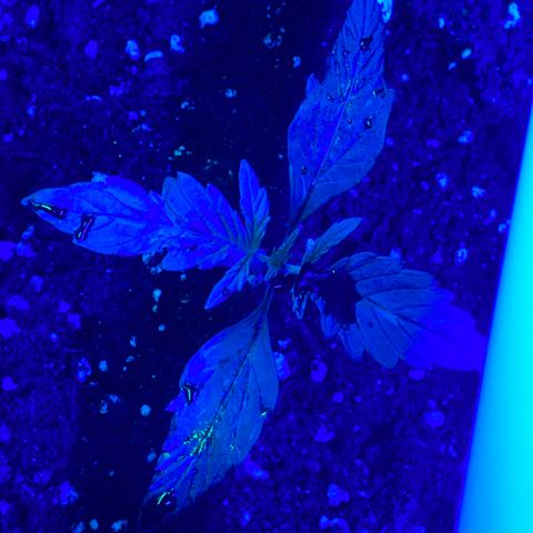 Black Diamond growlog timeline photo