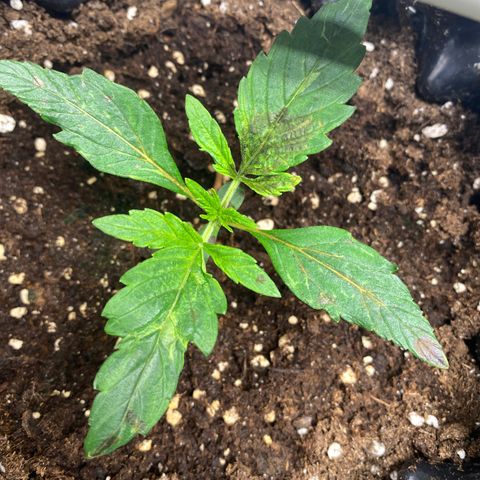 Black Diamond growlog timeline photo