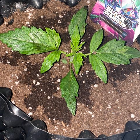 Black Diamond growlog timeline photo