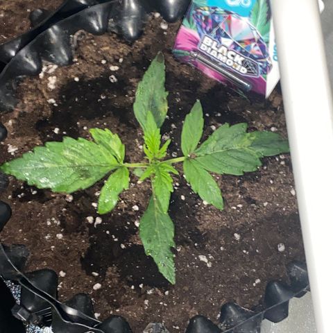Black Diamond growlog timeline photo