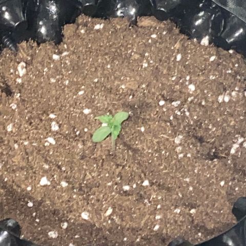 Studio 54 Stardust Auto growlog timeline photo