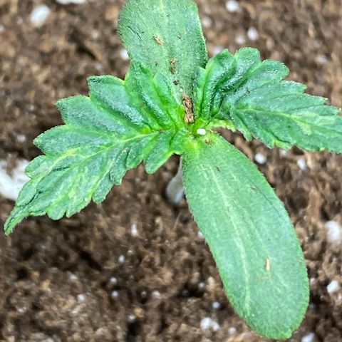 Studio 54 Stardust Auto growlog timeline photo
