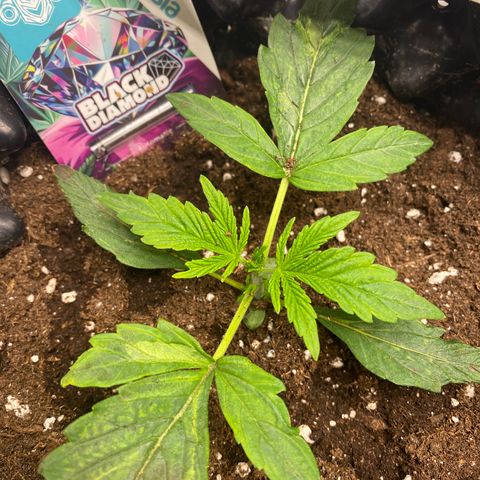 Black Diamond growlog timeline photo