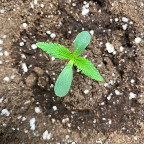Studio 54 Stardust Auto growlog timeline photo