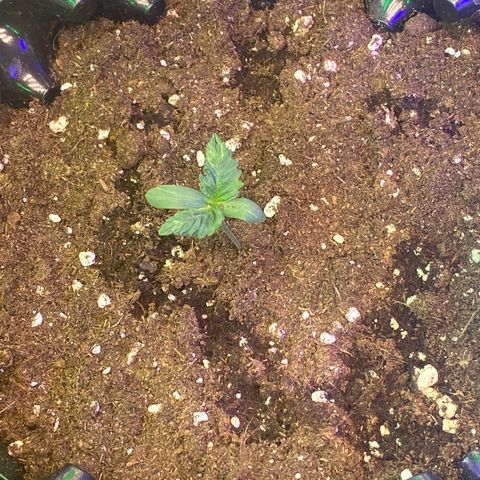 Studio 54 Stardust Auto growlog timeline photo