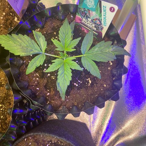 Black Diamond growlog timeline photo