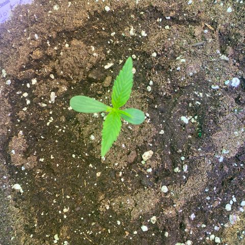 Studio 54 Stardust Auto growlog timeline photo