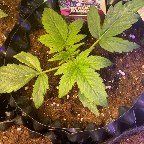 Black Diamond growlog timeline photo