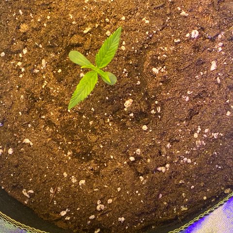 Studio 54 Stardust Auto growlog timeline photo