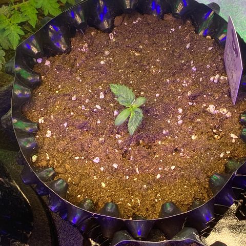 Studio 54 Stardust Auto growlog timeline photo