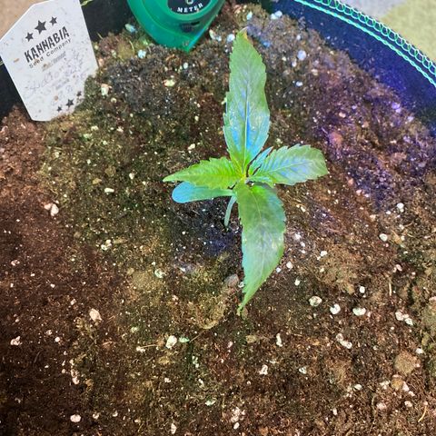 Studio 54 Stardust Auto growlog timeline photo