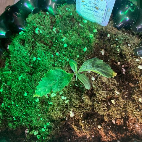 Studio 54 Stardust Auto growlog timeline photo