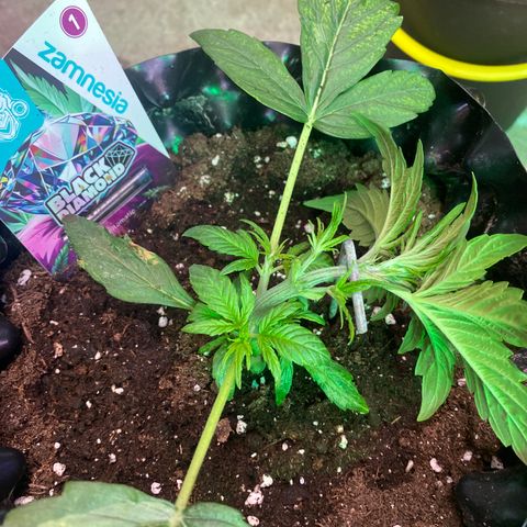 Black Diamond growlog timeline photo