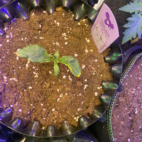 Studio 54 Stardust Auto growlog timeline photo