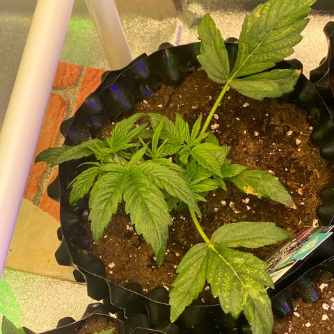 Black Diamond growlog timeline photo
