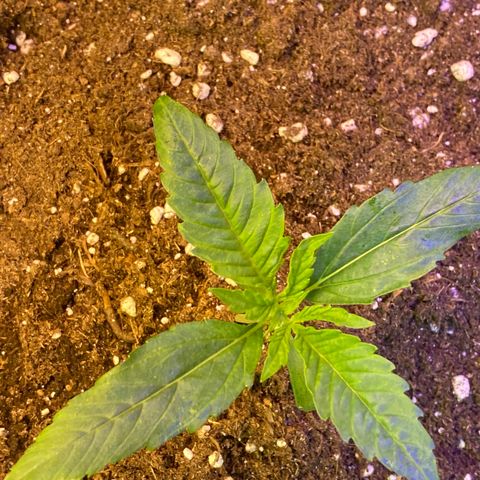 Studio 54 Stardust Auto growlog timeline photo
