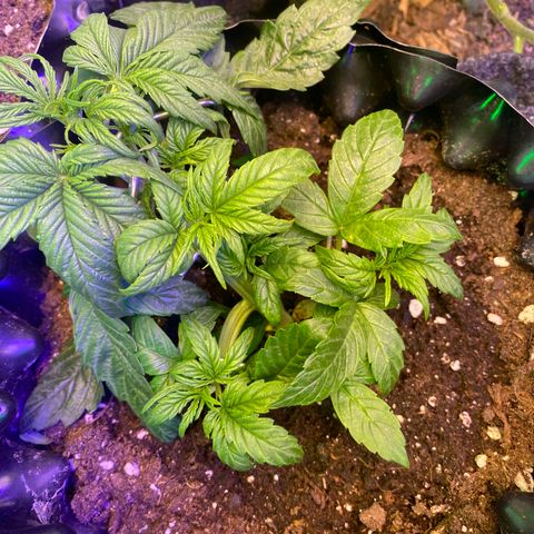 Black Diamond growlog timeline photo