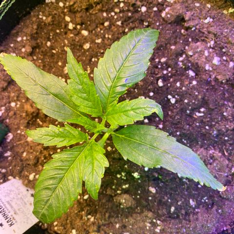 Studio 54 Stardust Auto growlog timeline photo