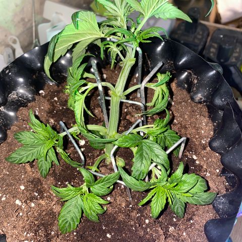 Black Diamond growlog timeline photo
