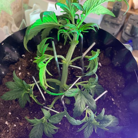 Black Diamond growlog timeline photo