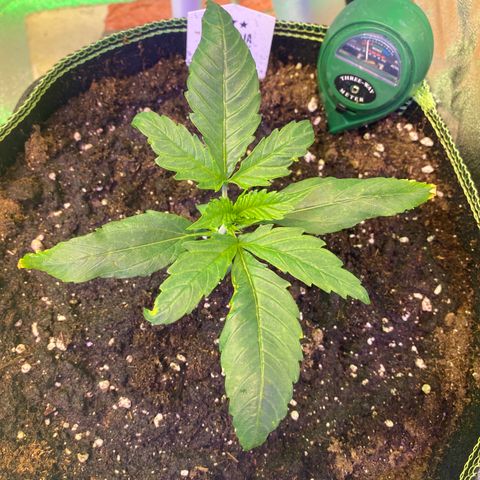 Studio 54 Stardust Auto growlog timeline photo