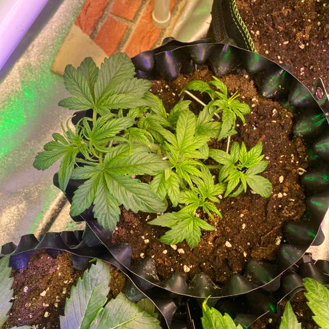 Black Diamond growlog timeline photo