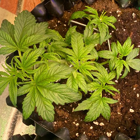 Black Diamond growlog timeline photo