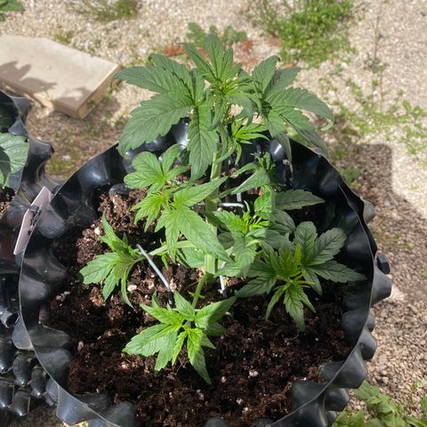 Black Diamond growlog timeline photo
