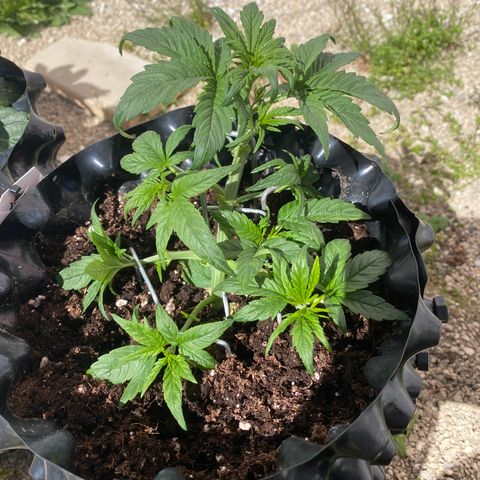 Black Diamond growlog timeline photo