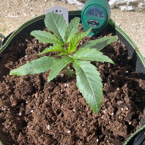 Studio 54 Stardust Auto growlog timeline photo