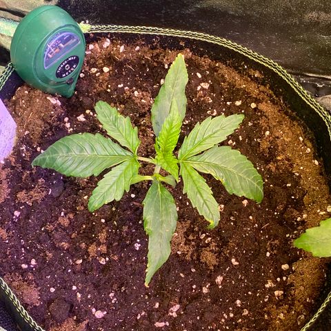Studio 54 Stardust Auto growlog timeline photo