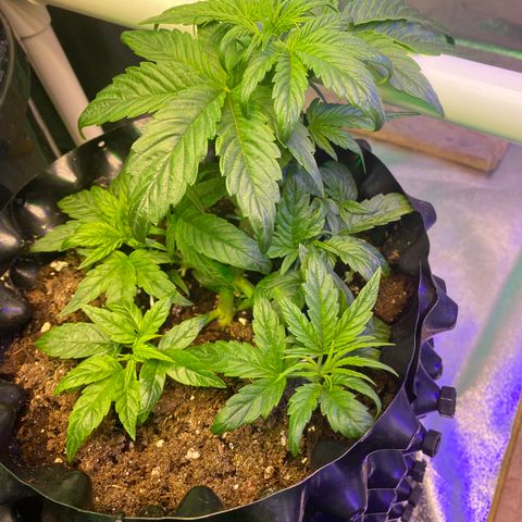 Black Diamond growlog timeline photo