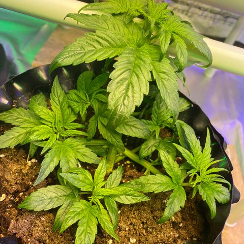 Black Diamond growlog timeline photo