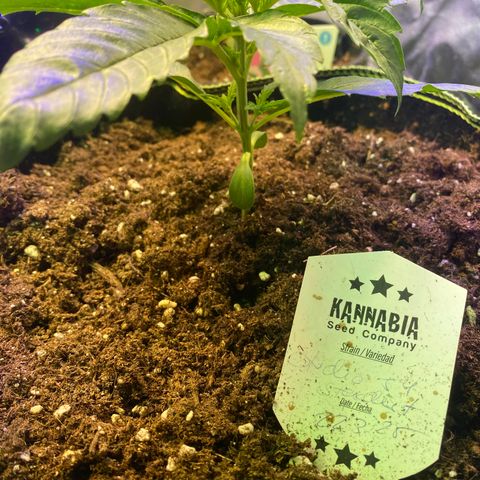 Studio 54 Stardust Auto growlog timeline photo