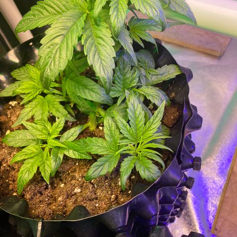 Black Diamond growlog timeline photo