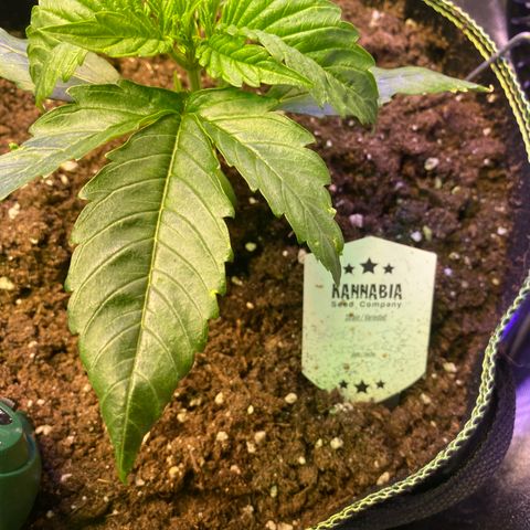 Studio 54 Stardust Auto growlog timeline photo