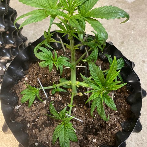 Black Diamond growlog timeline photo